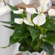 Rosenkalla TiSento® - vit