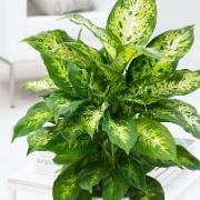 Prickblad 'Compacta'