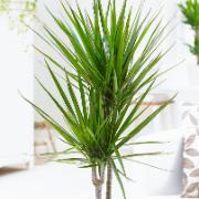 Kantdracena 30 - 15