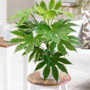 Aralia 'Spiderweb'