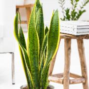 Svärmorstunga - 60 cm