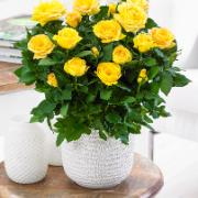 Minirosor Favourite® 'Gul'