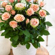 Minirosor Favourite® 'Orange'