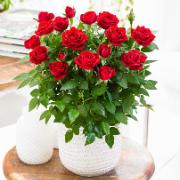 Minirosor Favourite® 'Röd'