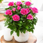 Minirosor Favourite® 'Mörkrosa'