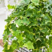 Småbladig murgröna Zon 2-3