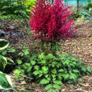 Astilbe 'Lighthouse'