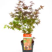 Flikbladig Japansk Lönn 'Atropurpureum'