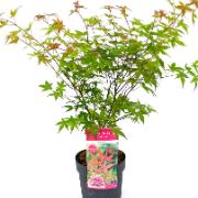 Japansk lönn Japanese Jewels® 'Beni Maiko'