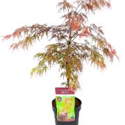 Flikbladig Japansk Lönn 'Dissectum Garnet'