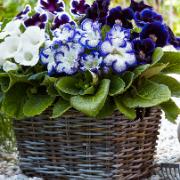 Gloxinia 'Delft's Blue' Mix