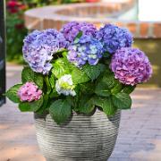 Hortensia 'L.A. Dreamin' Zon 4