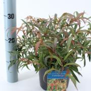 Vinterrosling 'Halloween'