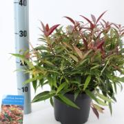 Vinterrosling 'Burning Love'