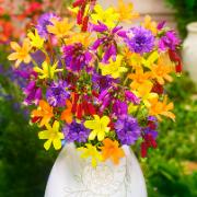 Kollektion 'Summer Rainbow'