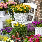 Färgrika terrassväxter Mix