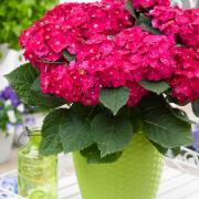 Hortensia 'Hot Red' inklusive dekorativ kruka