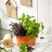 Artstone® Duokruka + fröskivor