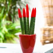 Pinnlilja 'Velvet TouchZ®' inkl. kruka