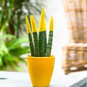 Pinnlilja 'Velvet TouchZ®' inkl. kruka