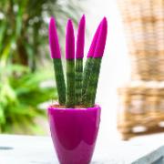 Pinnlilja 'Velvet TouchZ®' inkl. kruka