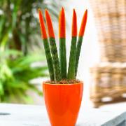 Pinnlilja 'Velvet TouchZ®' inkl. kruka