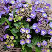 Tvåfärgad hortensia 'Blueberry Cheesecake' med fyllda blommor