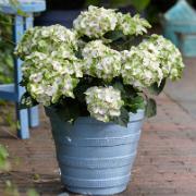 Hortensia Magical® 'Noblesse'