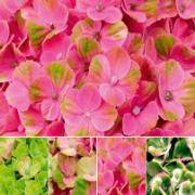 Hortensia Magical®  'Coral Pink'