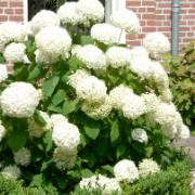 Vidjehortensia 'Annabelle'