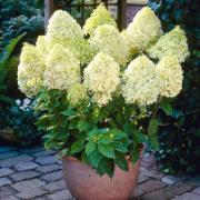 Vipphortensia 'Limelight'