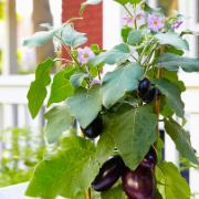 Aubergine 'Indigo'