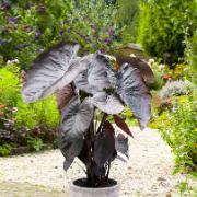 Colocasia 'Diamond Head'