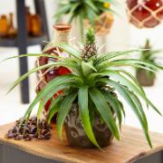 Bromelia 'Corona'