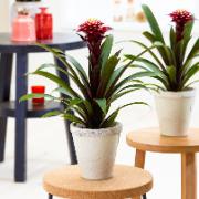 Juvelblomma 'Francesca'