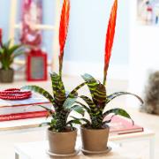 Papegojstjärt 'Era'