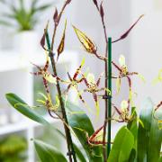 Bratonia ‘Toscane’