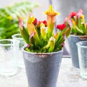 Rödbrun köttätande flugtrumpet