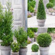 Japansk Järnek 'Dark Green®'