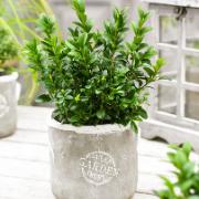 Städsegrön buxbom i kruka