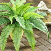 Ormbunke - Konstgjord växt