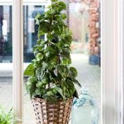 Silverranka - Konstgjord växt