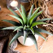 Agave grön - Konstgjord växt