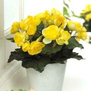 Begonia gul - Konstgjord växt
