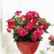 Begonia cerise - Konstgjord växt