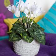 Cyklamen vit - Konstgjord växt