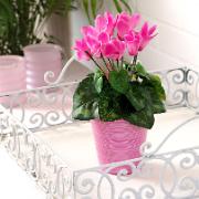 Cyklamen rosa - Konstgjord växt