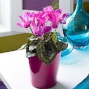 Cyklamen cerise - Konstgjord växt