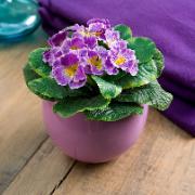 Primula lila - Konstgjord växt