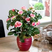 Miniros rosa - Konstgjord växt